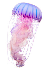 PNG Jellyfish animal white background invertebrate