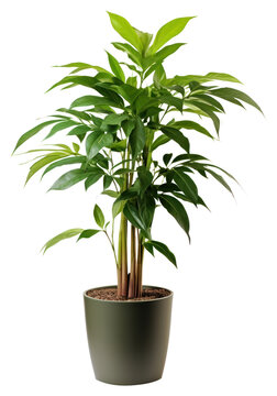 PNG  Potted Tall Plant Leaf White Background Houseplant