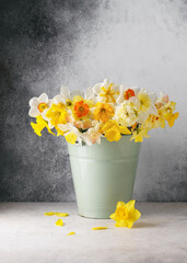 Still life with fresh colorful and different variety of daffodil flowers in a green enamel bucket....