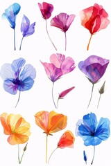 Delicate vector watercolor flowers, hand drawn and isolated on a pristine white background