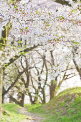 Fototapeta na wymiar 夕日が差し込むソメイヨシノ桜の森の小径(縦)
