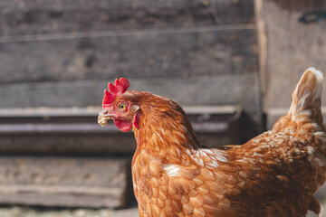 Domestic chicken with brown and white feathers running around the yard in the free range. Organic chickens. Homegrown eggs. Funny expression