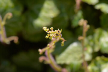 Creeping saxifrage flower buds