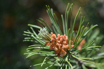 Dwarf mountain pine branch with flowers