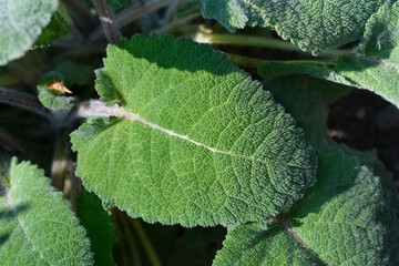 Clary sage leaves