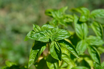 Common basil leaves