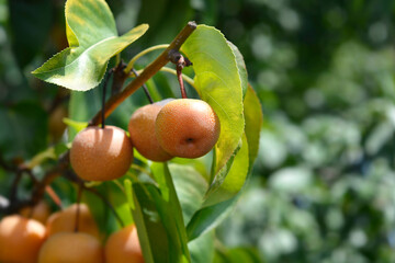 Japanese pear branch with fruit