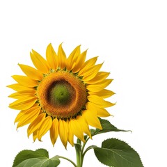 a big beautiful one sunflower in white background