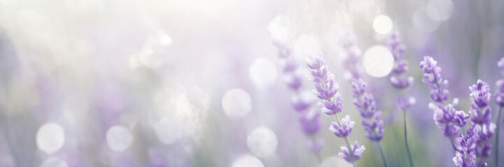 Fototapeta premium Lavender flowers close-up with a dreamy bokeh background.