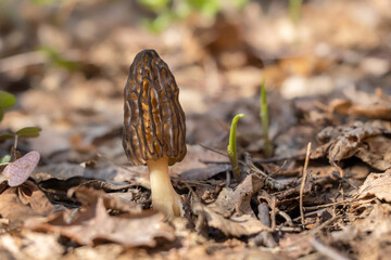 Fototapeta premium One Black Morel (Morchella conica) mushroom in spring forest with blur background. 
