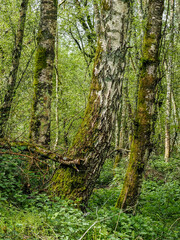 Woodland group, Hampshire
