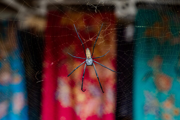 Tropical Spider on Web Against Colorful Background (at Besakih Mother Temple in Bali)