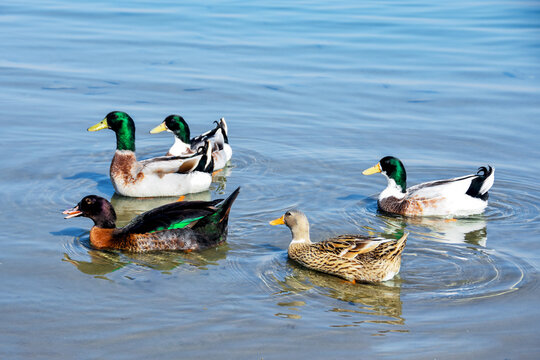 ducks on the lake - Powered by Adobe