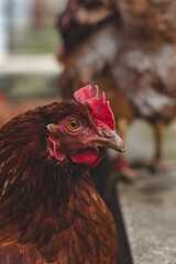 Domestic chicken with brown and white feathers running around the yard in the free range. Organic chickens. Homegrown eggs. Funny expression
