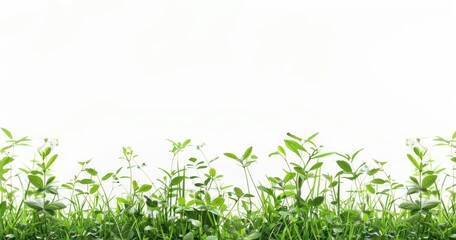 Fototapeta na wymiar green grass and flower isolated on white