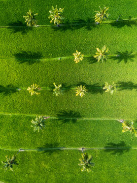 Aerial view of palm trees growing in a terraced rice field,  Lombok, Indonesia