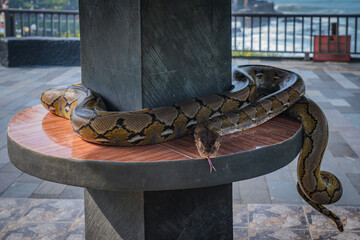 Python Snake on a Wooden Bench at Tanah Lot Temple in Bali