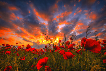 Close-up of red poppies growing in a field at sunset, Lithuania