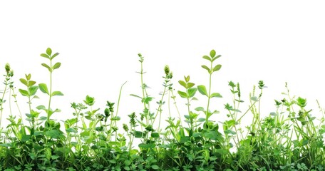 green grass and flower isolated on white