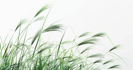 green grass and flower isolated on white