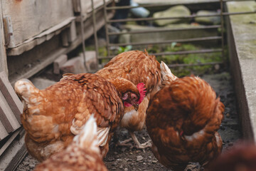 Domestic chicken with brown and white feathers running around the yard in the free range. Organic chickens. Homegrown eggs. Funny expression