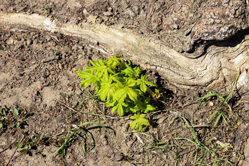 A chestnut branch, a sprout dissolves the first leaves, from under the root of an old tree. Symbol of life and resilience.