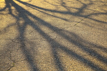 西日が描くデザイン的な木の影