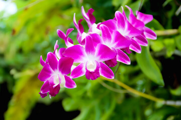 Pink Dendrobium orchids colorful flower blooming on branch green leaf tree in garden background
