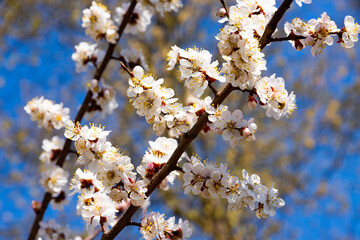 Beautiful cherry blossom sakura in spring time over blue sky