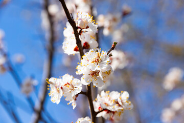 Beautiful cherry blossom sakura in spring time over blue sky
