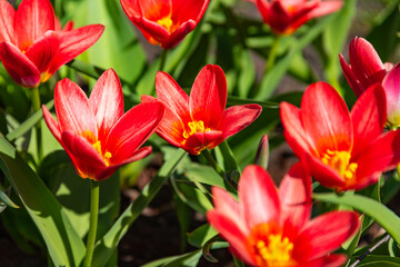 Blooming red, spring flowers tulips in the sun in a park.