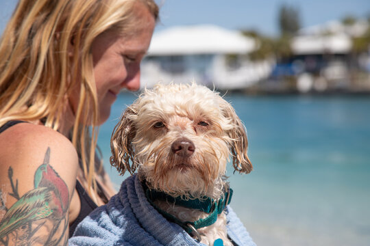 Smiling woman with a tattoo standing on the beach drying her wet havapoo, Florida, USA