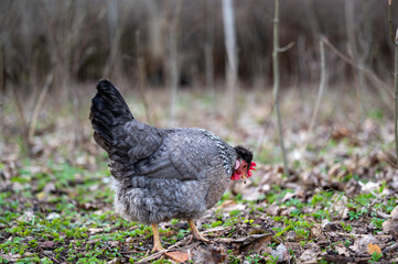 Free range hens in forest looking for food