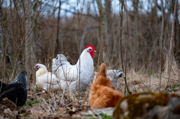 Free range hens in forest looking for food