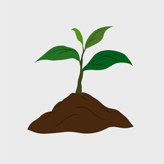 Plant seeds grow in the ground