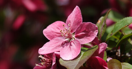 Flowering fruit trees in spring
