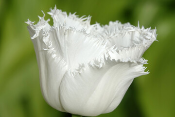The Tulip fringed flower is very delicate and beautiful