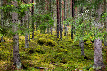 Pine forest covered of green moss. Forest therapy and stress relief. - 787999633