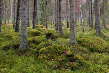 Pine forest covered of green moss. Forest therapy and stress relief. - 787999809