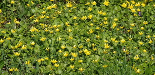 Spring Chistyak flowers growing in a field