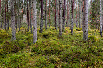 Pine forest covered of green moss. Forest therapy and stress relief. - 787999840