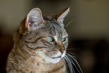 portrait of a green-eyed tabby cat