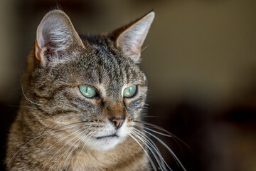 portrait of a green-eyed tabby cat