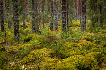 Pine forest covered of green moss. Forest therapy and stress relief. - 788000086