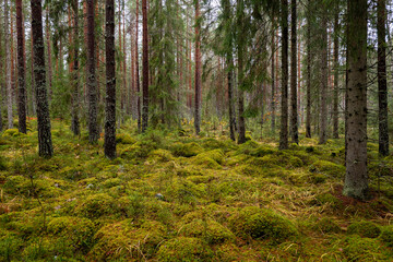 Pine forest covered of green moss. Forest therapy and stress relief. - 788000281