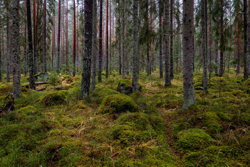 Pine forest covered of green moss. Forest therapy and stress relief. - 788000416