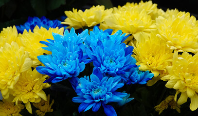Yellow and blue Chrysanthemum flowers