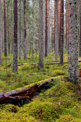Pine forest covered of green moss. Forest therapy and stress relief. - 788000499