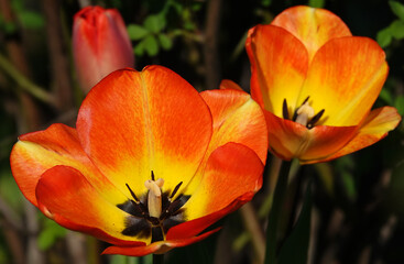 The Tulip flower is very delicate and beautiful