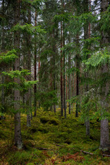 Pine forest covered of green moss. Forest therapy and stress relief. - 788000672